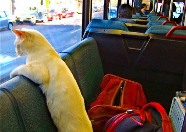 cat-riding
