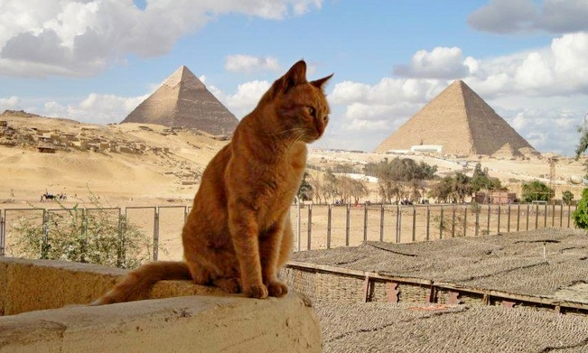egypt-cat